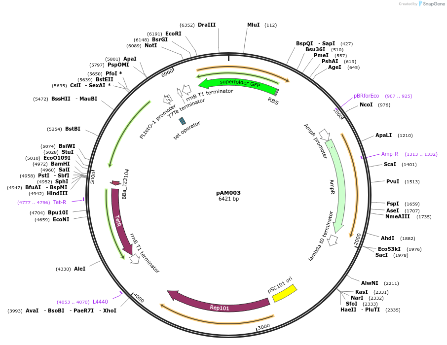 170007-plasmid-map-sequence-id-335948