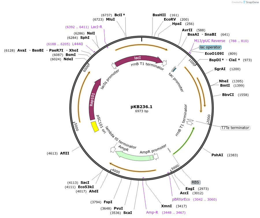 170028-plasmid-map-sequence-id-335958