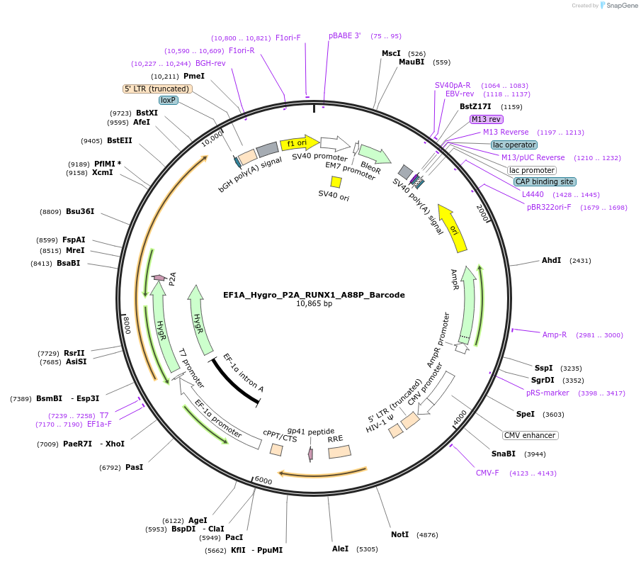 170946-plasmid-map-sequence-id-335976