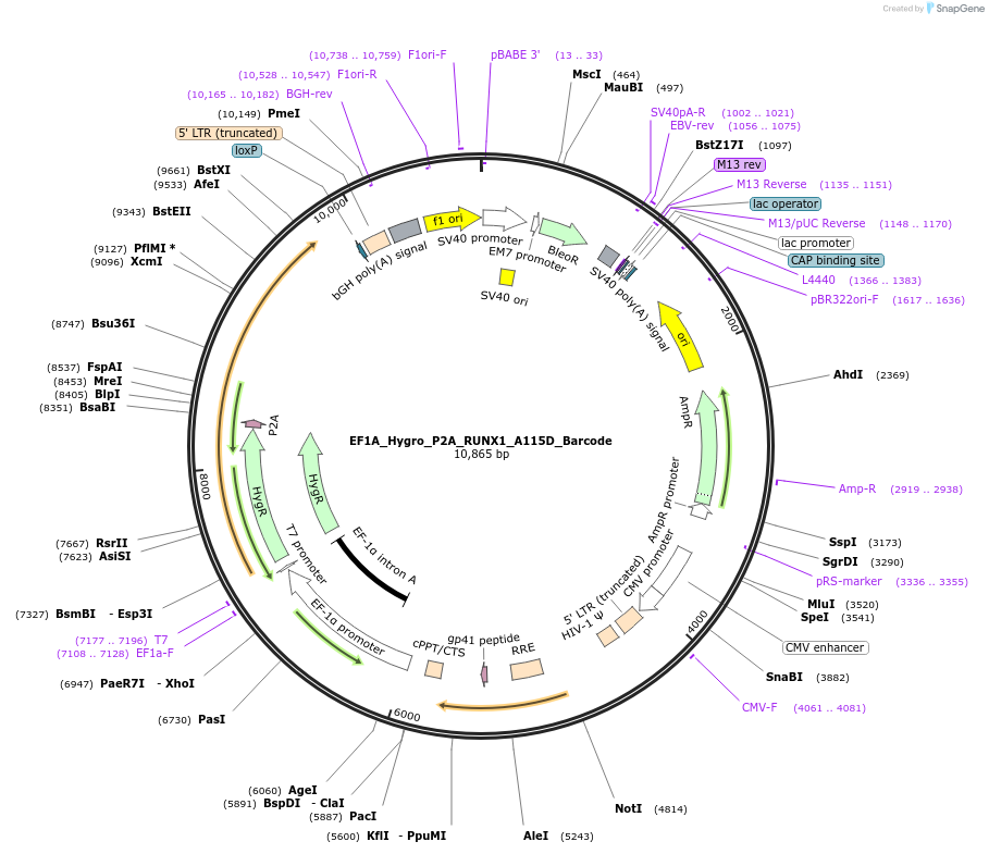 170967-plasmid-map-sequence-id-335980
