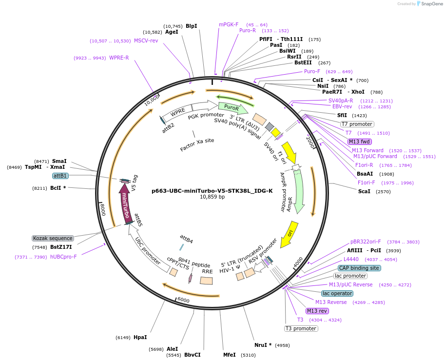 170612-plasmid-map-sequence-id-335982