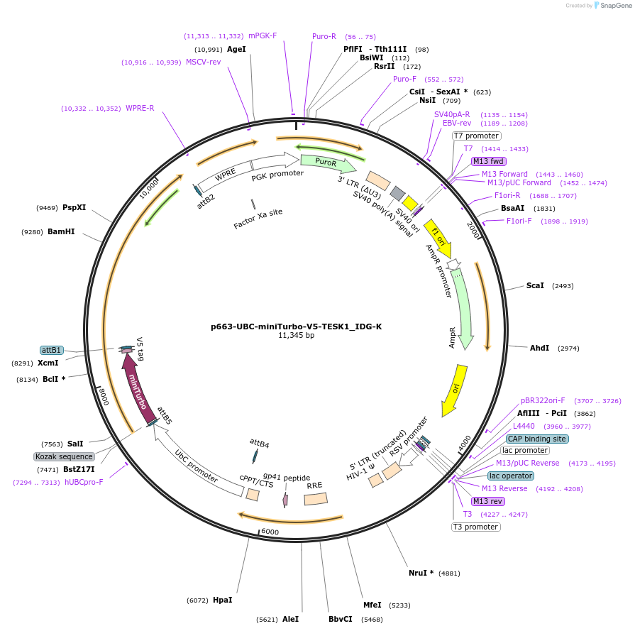 170614-plasmid-map-sequence-id-335986