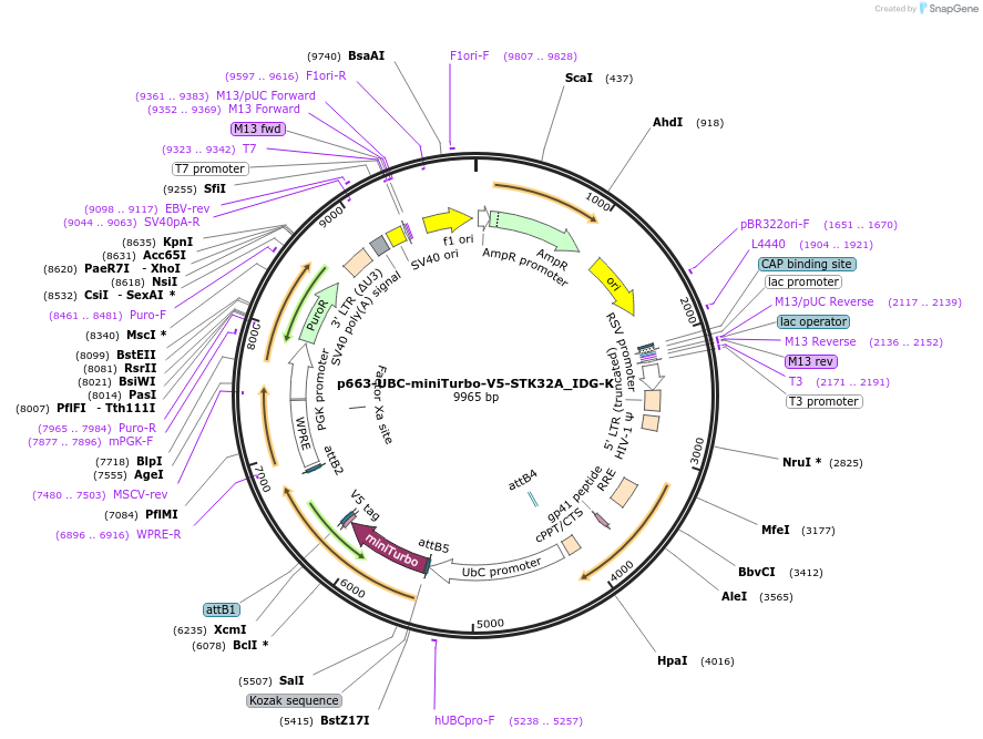 170608-plasmid-map-sequence-id-336003