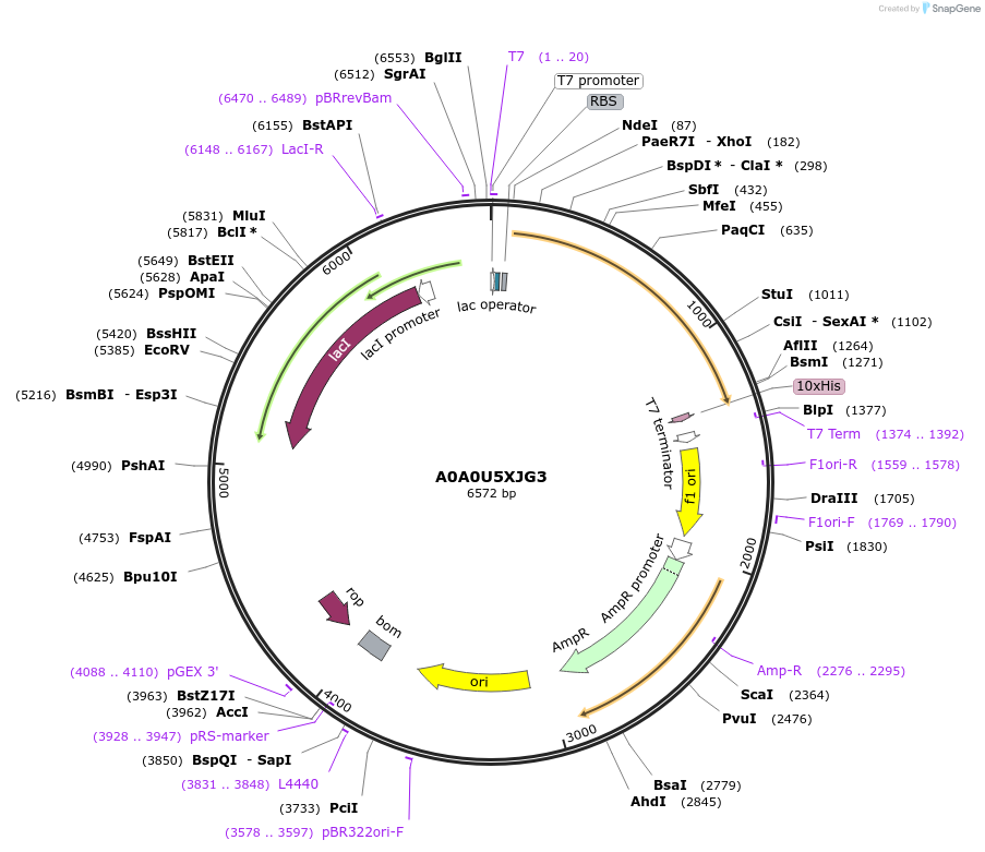 163238-plasmid-map-sequence-id-336018