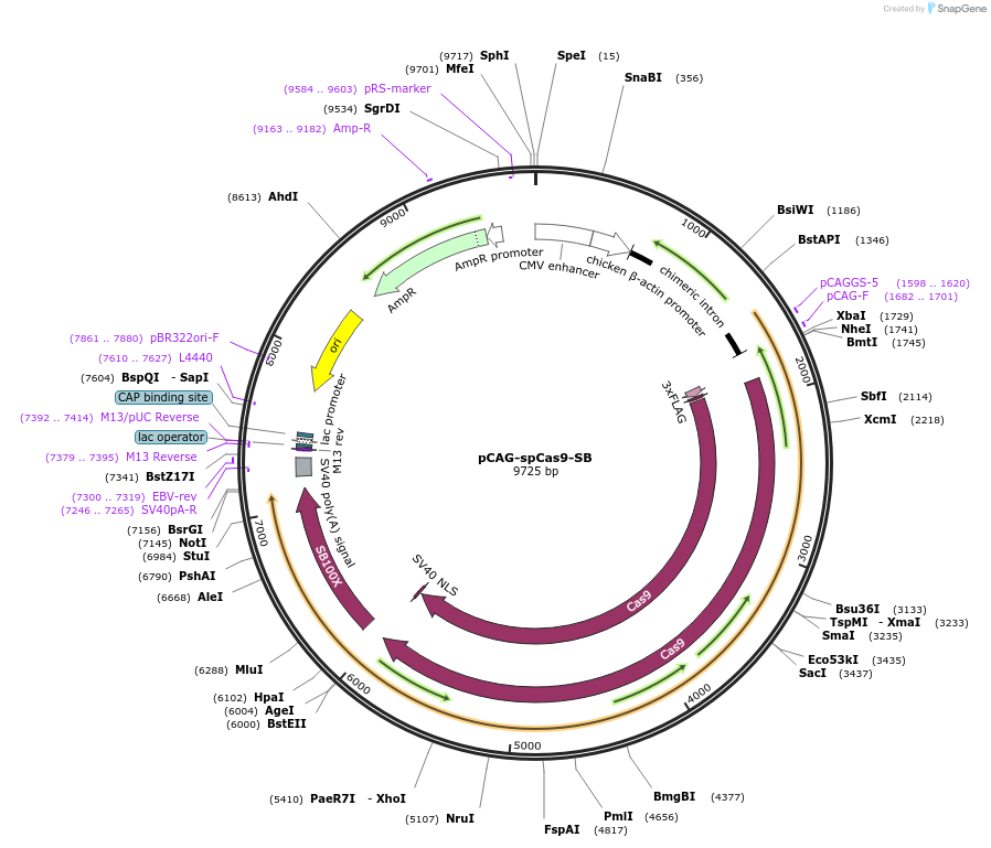 169919-plasmid-map-sequence-id-336025
