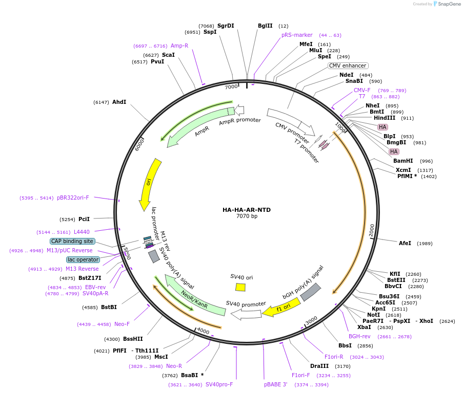 171235-plasmid-map-sequence-id-336028