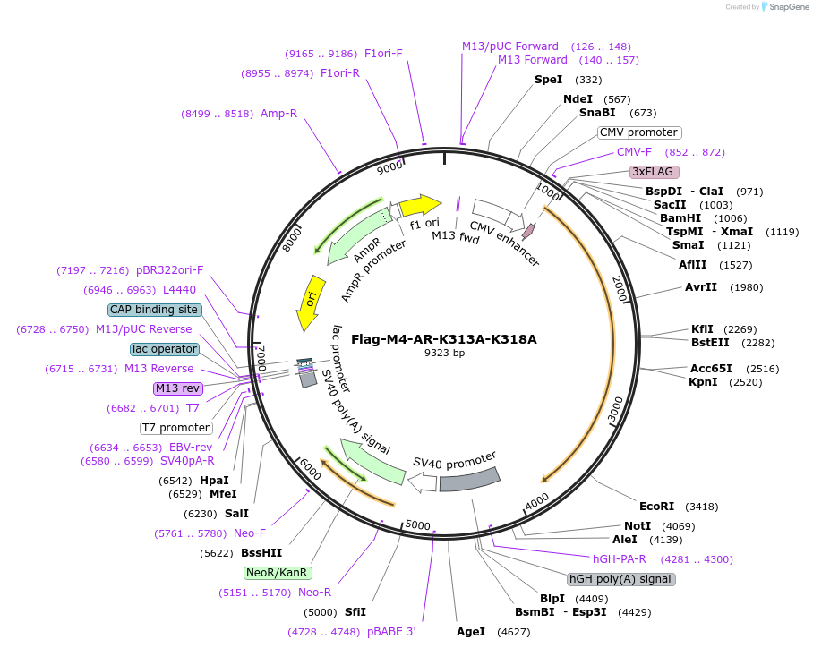 171260-plasmid-map-sequence-id-336033