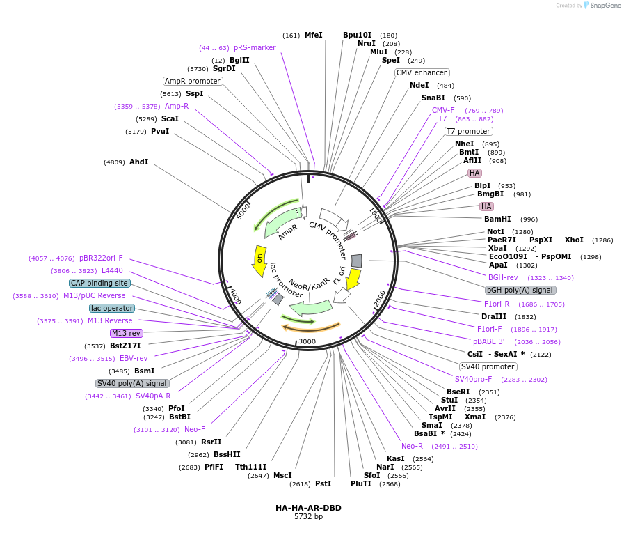 171238-plasmid-map-sequence-id-336038