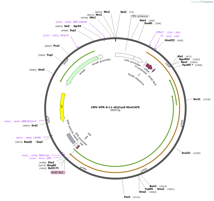 169910-plasmid-map-sequence-id-336045