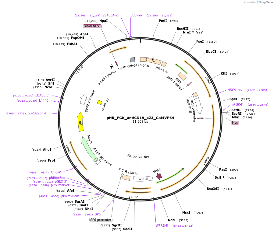 169917-plasmid-map-sequence-id-336047