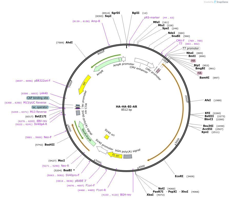 171234-plasmid-map-sequence-id-336048