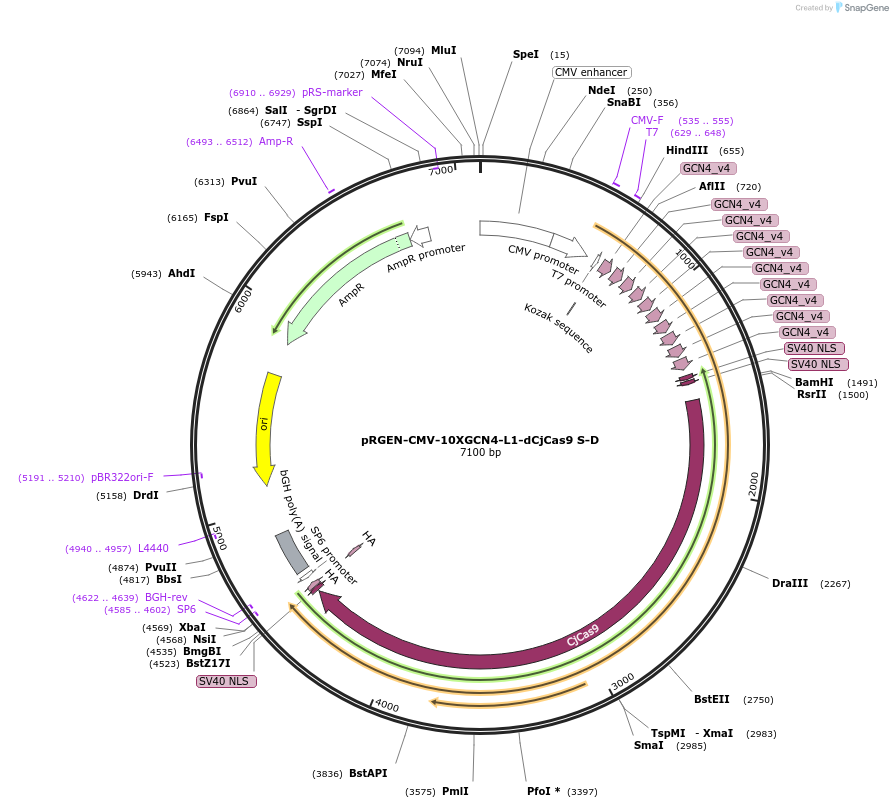 169912-plasmid-map-sequence-id-336049