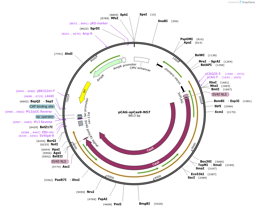 169920-plasmid-map-sequence-id-336052