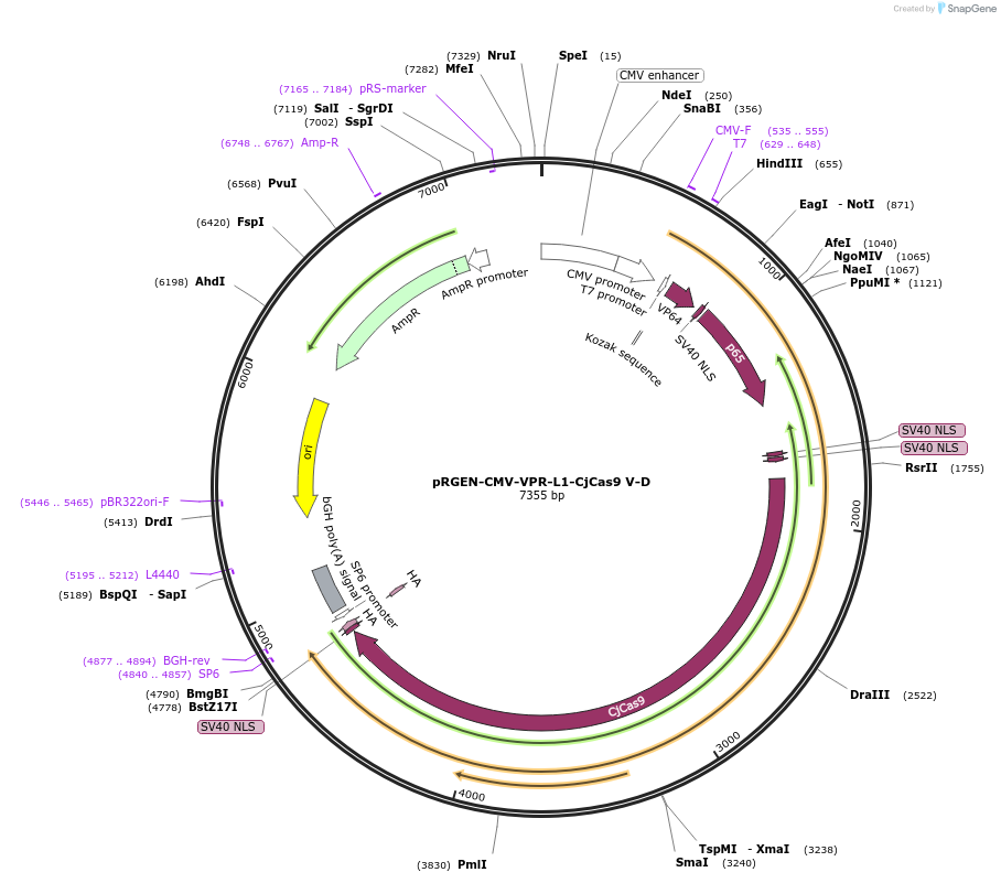 169913-plasmid-map-sequence-id-336054