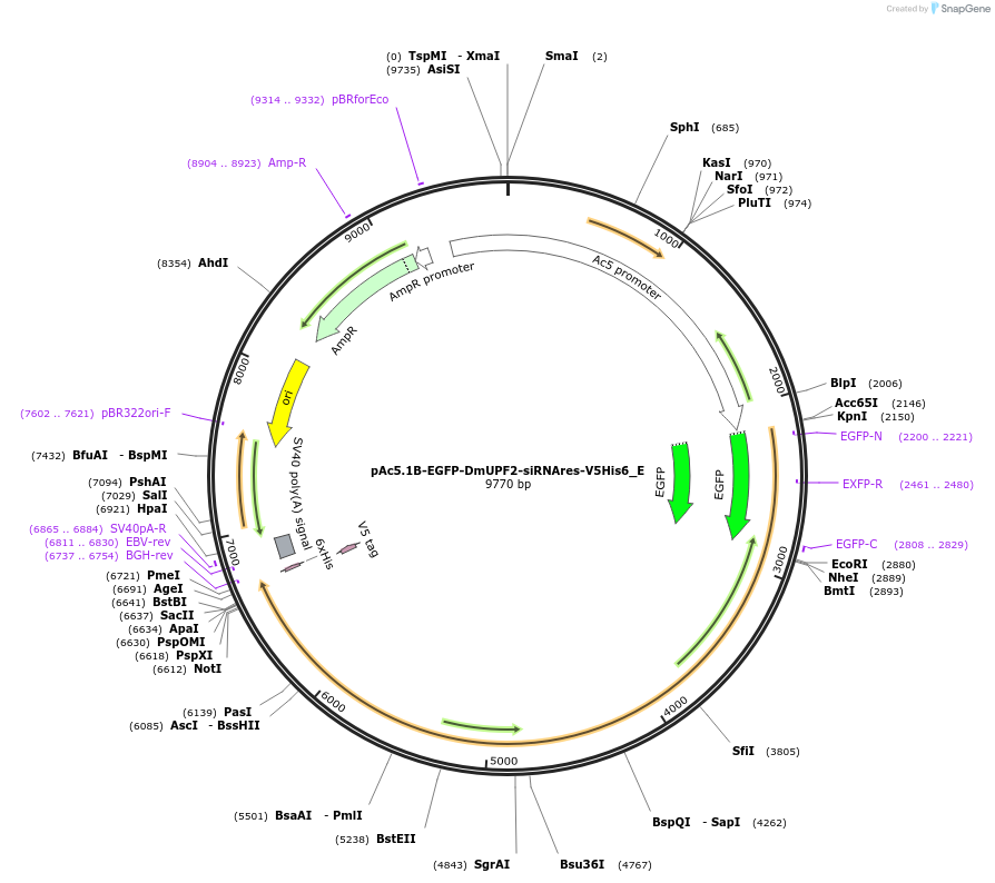 146166-plasmid-map-sequence-id-336056