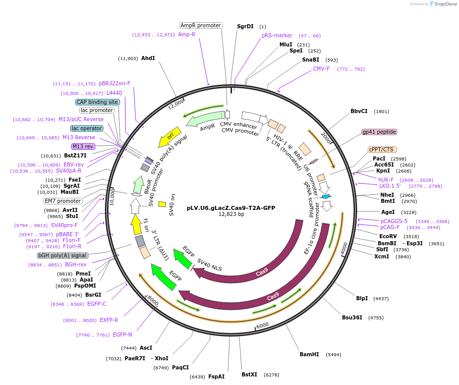170361-plasmid-map-sequence-id-336077