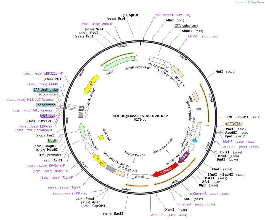 170363-plasmid-map-sequence-id-336079