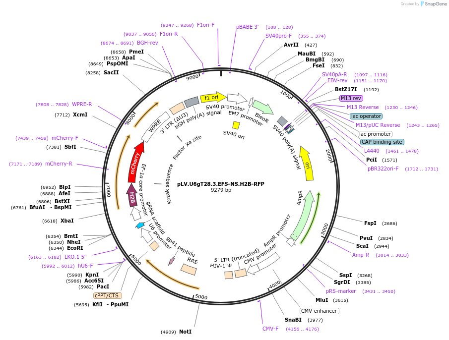 170364-plasmid-map-sequence-id-336080