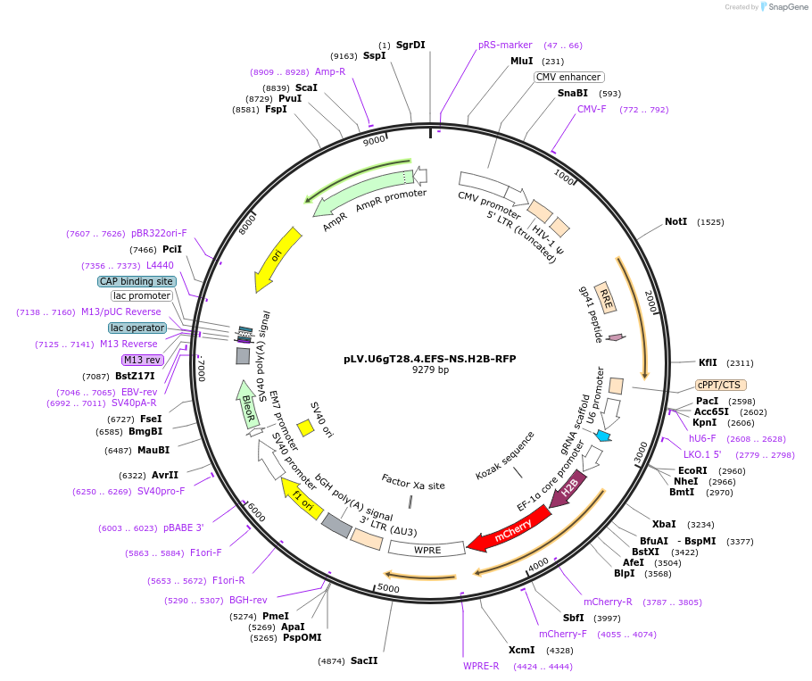 170365-plasmid-map-sequence-id-336081