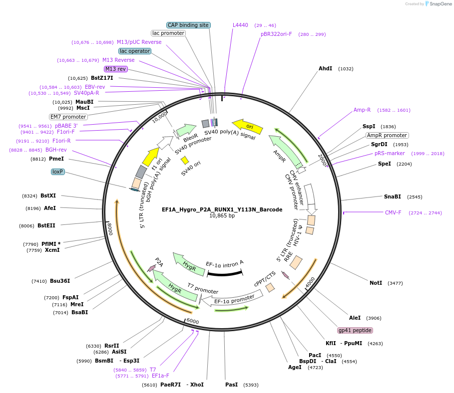 170965-plasmid-map-sequence-id-336084