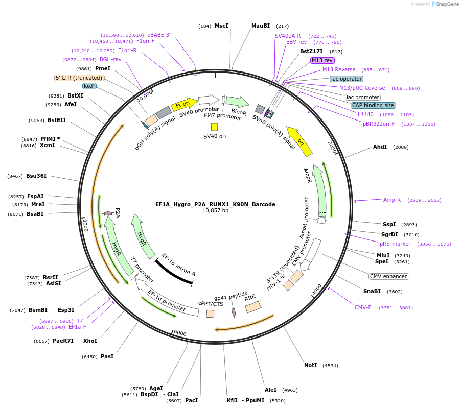 170947-plasmid-map-sequence-id-336091