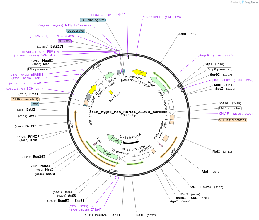 170972-plasmid-map-sequence-id-336096