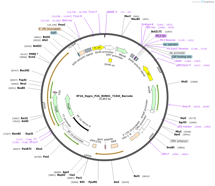 170958-plasmid-map-sequence-id-336098