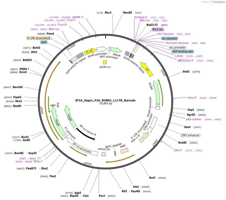 170969-plasmid-map-sequence-id-336099