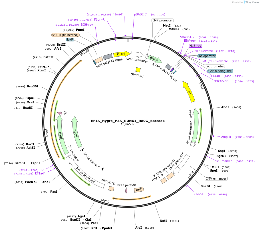 170939-plasmid-map-sequence-id-336107