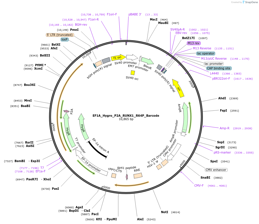 170927-plasmid-map-sequence-id-336109