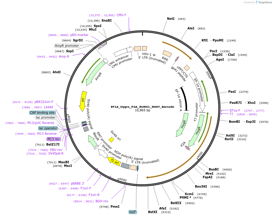170932-plasmid-map-sequence-id-336113