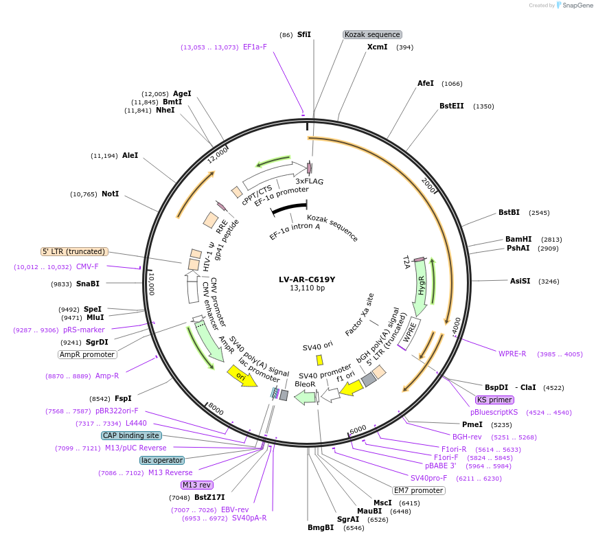171222-plasmid-map-sequence-id-336120
