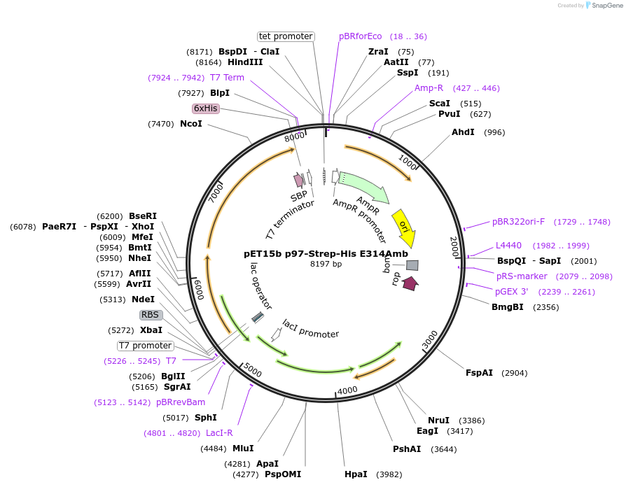 169021-plasmid-map-sequence-id-336126
