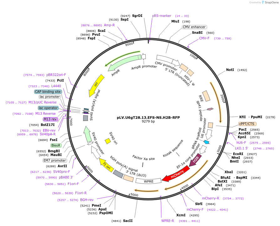 170388-plasmid-map-sequence-id-336139