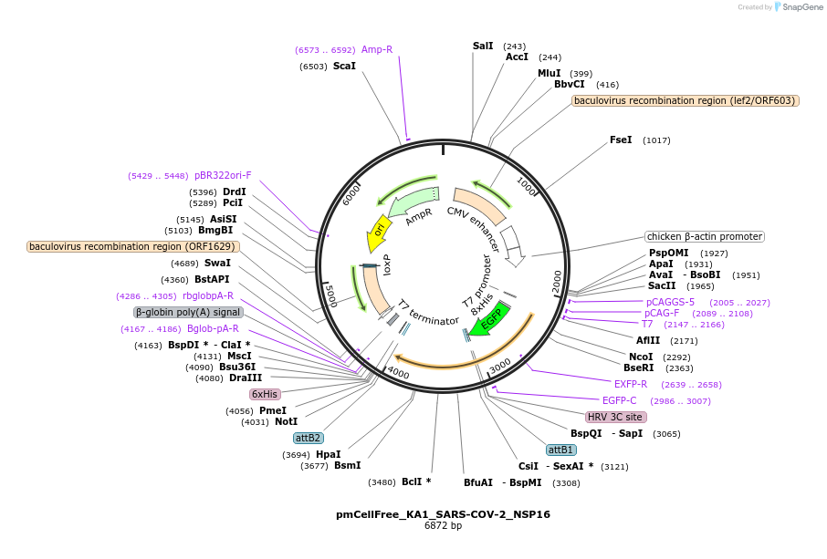 169389-plasmid-map-sequence-id-336165