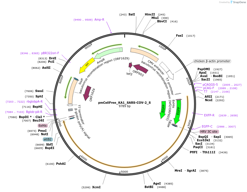 169402-plasmid-map-sequence-id-336167