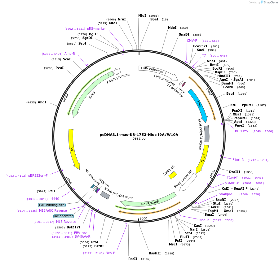 158604-plasmid-map-sequence-id-336168