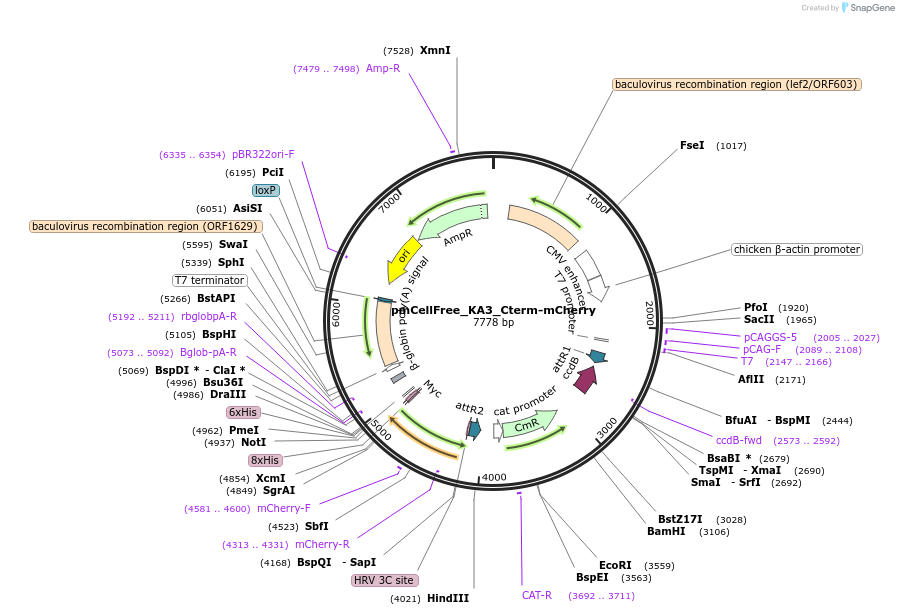 169408-plasmid-map-sequence-id-336170