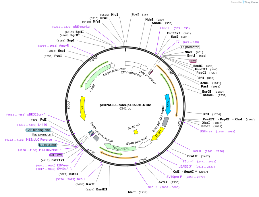 158607-plasmid-map-sequence-id-336173