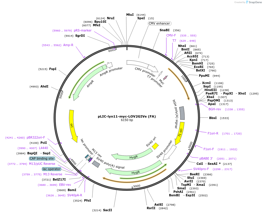 170626-plasmid-map-sequence-id-336177