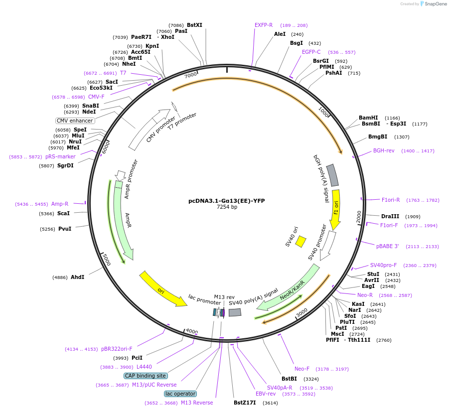 171374-plasmid-map-sequence-id-336178