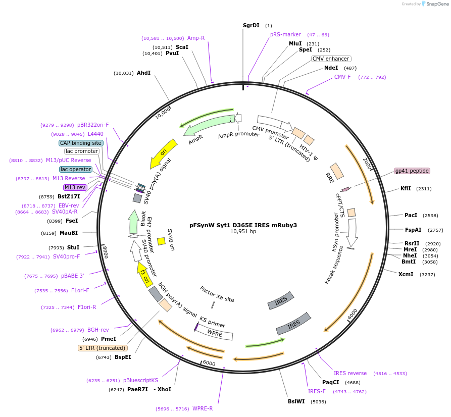 170641-plasmid-map-sequence-id-336390