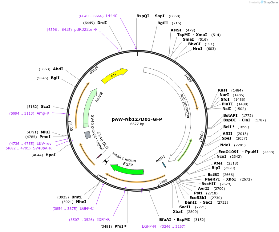 171571-plasmid-map-sequence-id-336391
