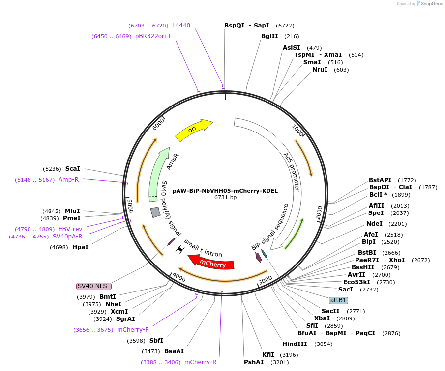 171574-plasmid-map-sequence-id-336399