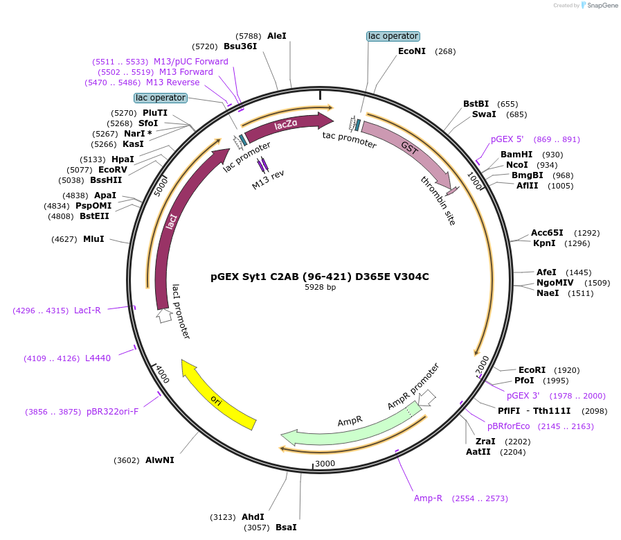 170651-plasmid-map-sequence-id-336417