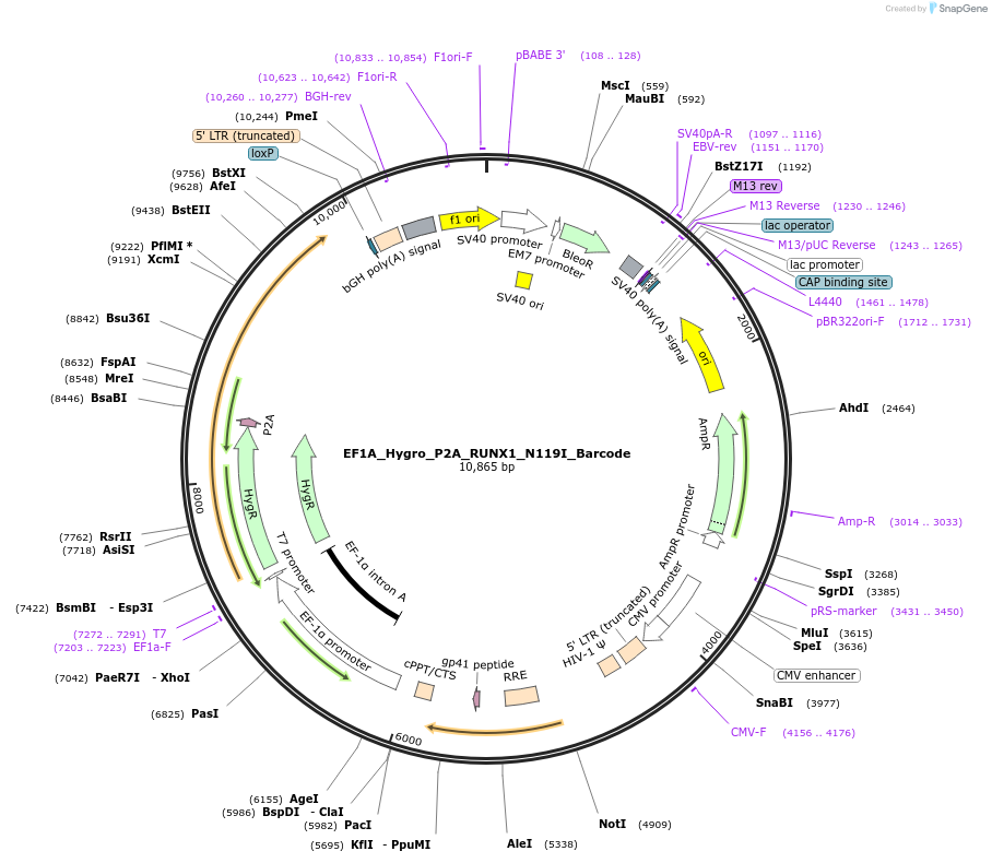 170971-plasmid-map-sequence-id-336428