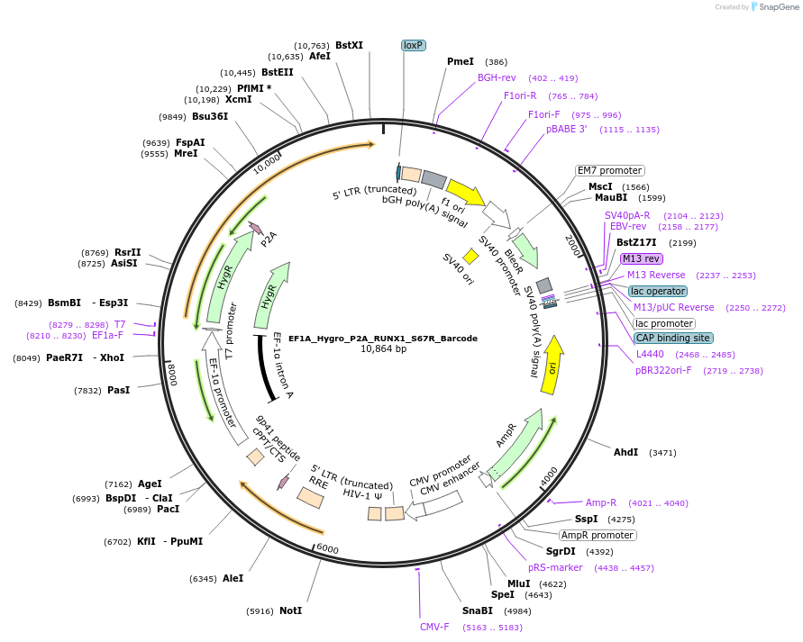 170930-plasmid-map-sequence-id-336432