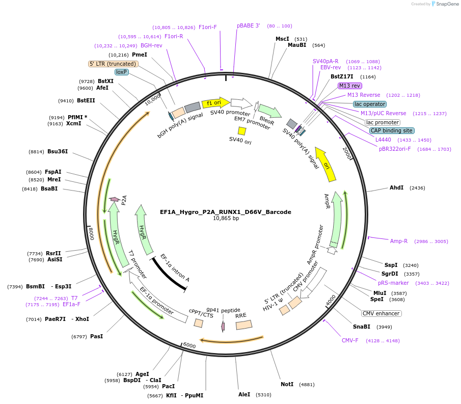 170929-plasmid-map-sequence-id-336438