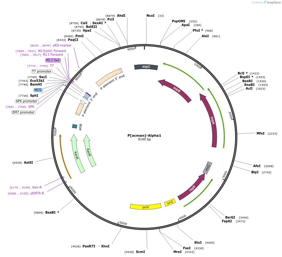 165858-plasmid-map-sequence-id-336456