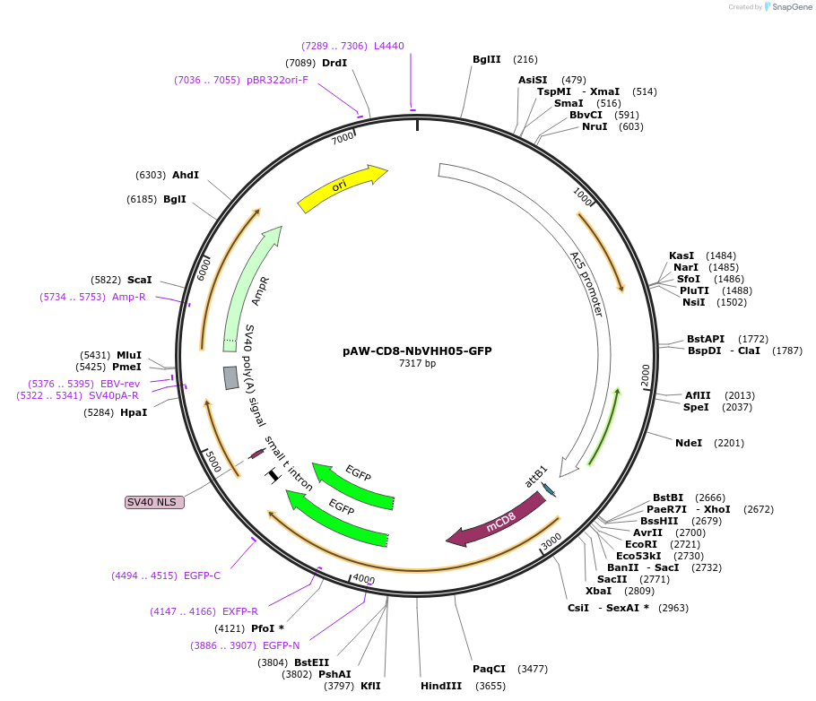171576-plasmid-map-sequence-id-336457